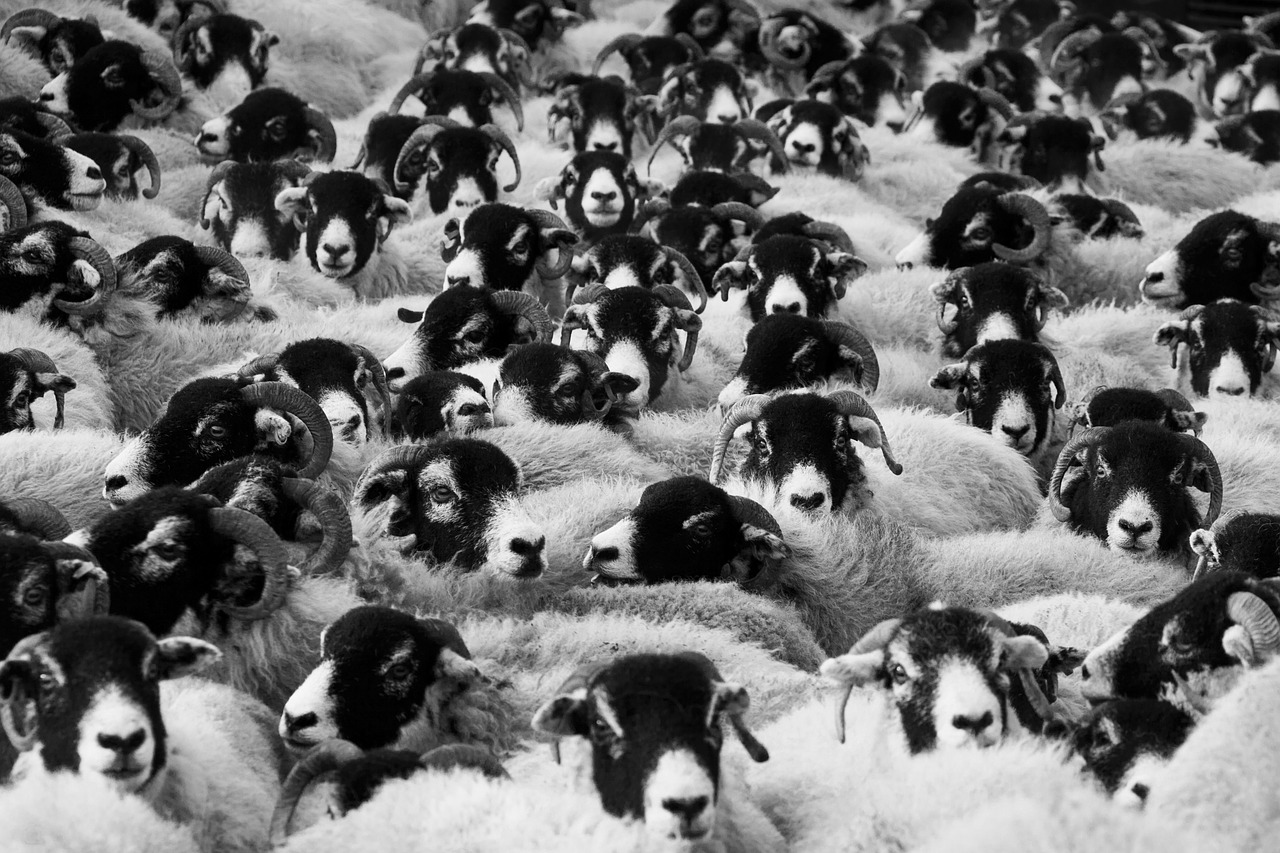 A crowd of sheep